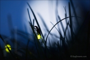 Firefly flashing for a mate