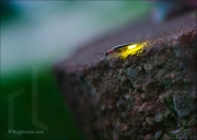 Firefly flashing for a mate