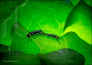 Fireflies mating on leaf