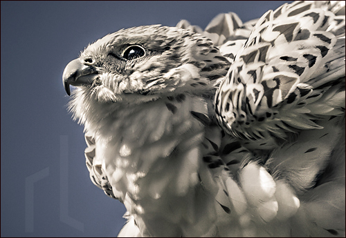 A gyrfalcon so bright he dissolves the walls of heaven
