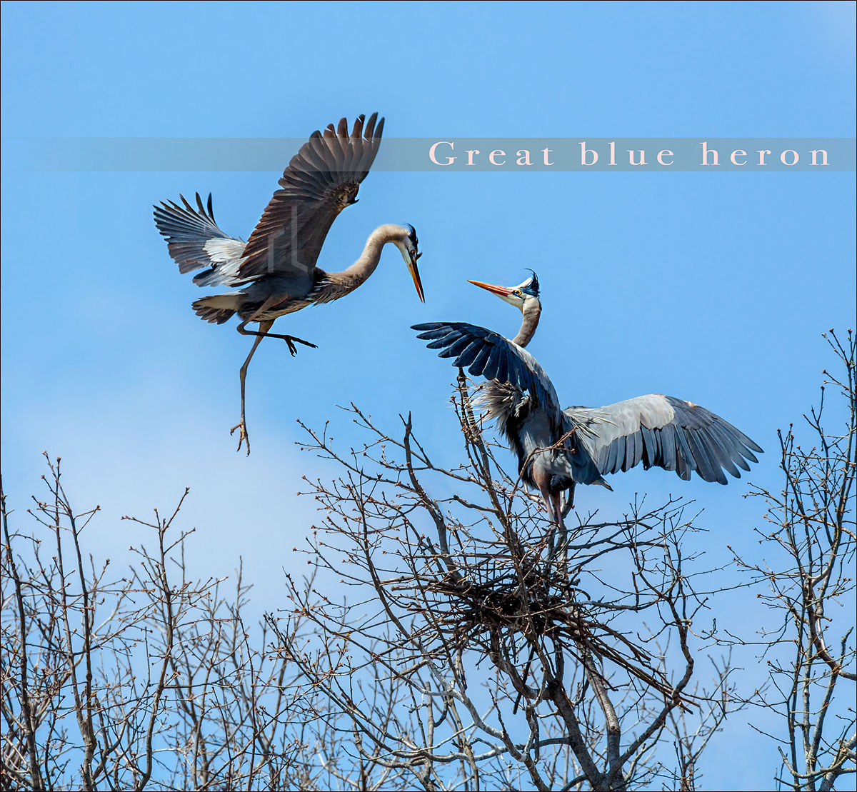 Blue heron nest.