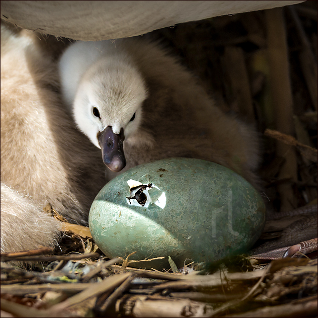 Swan hatching