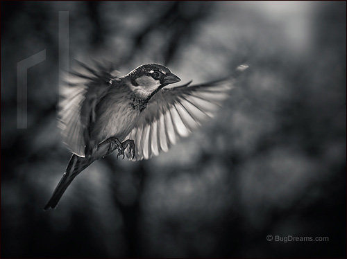 A songbird searches for spring