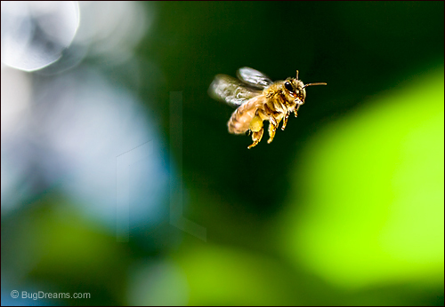 A honey bee bends the light to her will