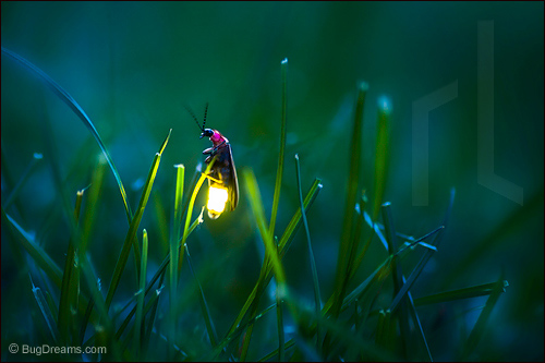 A firefly waits for cupid