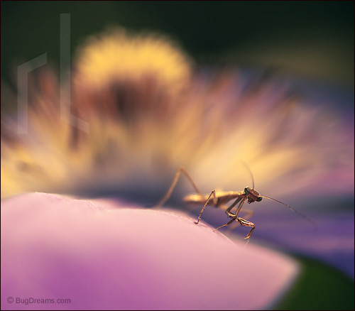 A mantis scans the new landscape of a flower