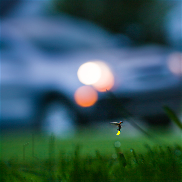 A Firefly flashes on a summer lawn