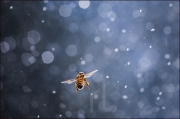 Honey bee in the rain