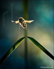 Honey bee in flight, Apis mellifera