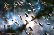 Honey bees swarm near hive, Apis mellifera