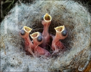 Black-capped Chickadee babies in nest, Poecile atricapillus