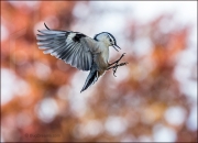 White-breasted Nuthatch in flight, Sitta carolinensi