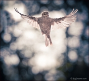 Sparrow in flight, Passer domesticus