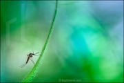 Mosquito resting on leaf