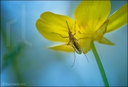 Mosquito resting on flower