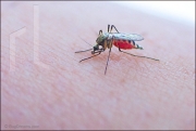 Mosquito feeding on human