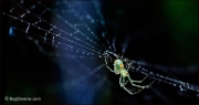 Orchard Orbweaver Spider on dew-covered web