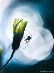 Orb-weaving spider on flower