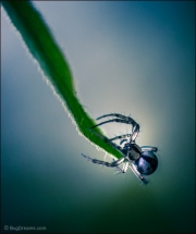 Spider waiting on leaf