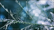Orb-weaving spider on web